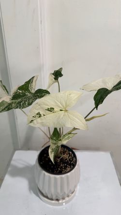 Syngonium Albo
