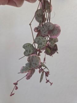String of Hearts Plant Cuttings