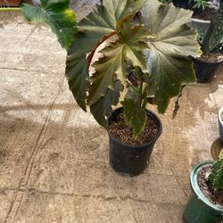 Planta de alas de ángel