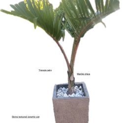 Triangle Palm In Ceramic Pot 