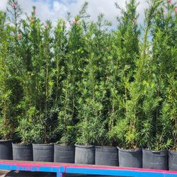 Spectacular Podocarpus Plants For Inmediate Privacy!!! Excellent Price And Quality!! About 6 Feet Tall 