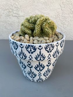 Brain Cactus (Mammillaria elongata cristata)
