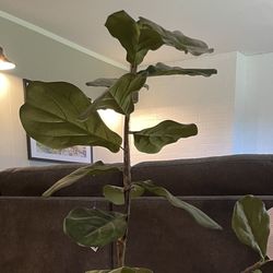 Fake Fig House Plant
