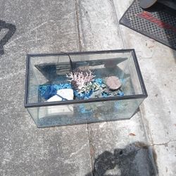 Fish Tank 