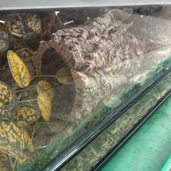 Big reptile tank with Lock