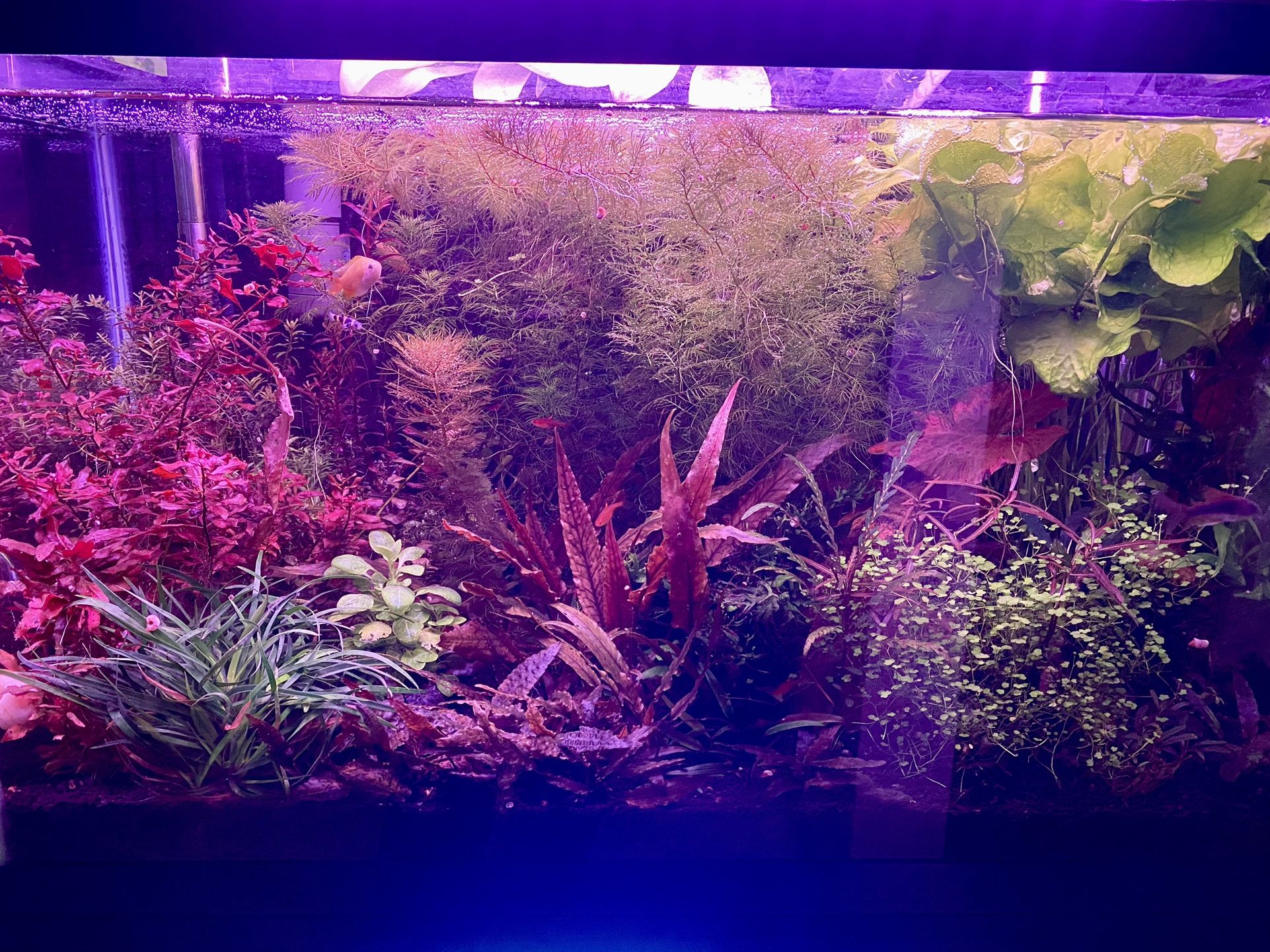 Aquatic plant pack