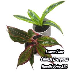 Bundles Lemon Lime And Chinese Evergreen 