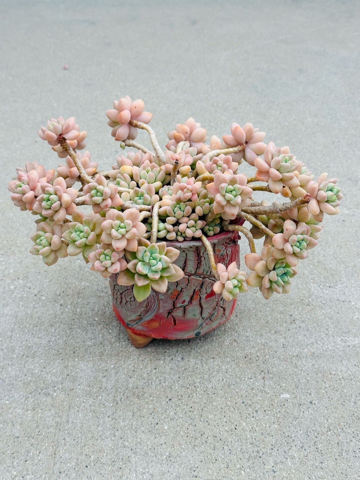 Succulents plants 🪴 (Echeveria Sherbet Cake)