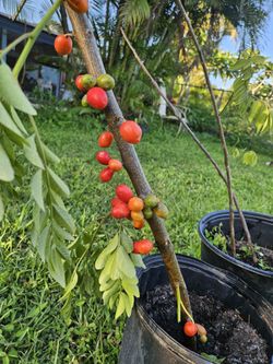 Hog  Plun Plan/Cutting  