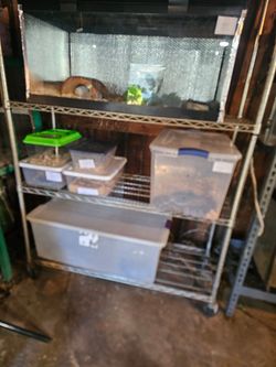 Reptiles tanks