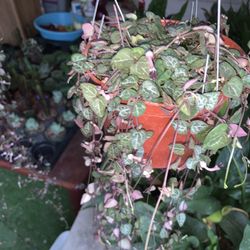 long string of heart 