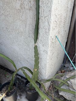 Pink Panther dragon fruit plant-around 6ft with branches