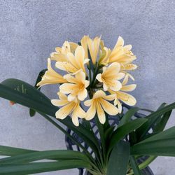 Clivia Lilly Plant 