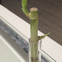 Lucky bamboo