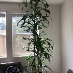 Beautiful Giant Dracaena Plant Including Other Foliage 