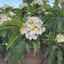 Plumerias Pieces for Sale