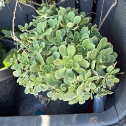 Succulent And Bogambilia