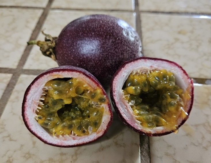 Passionfruit Plant Passiflora Edulis Frederick Edible Purple Passion Fruit