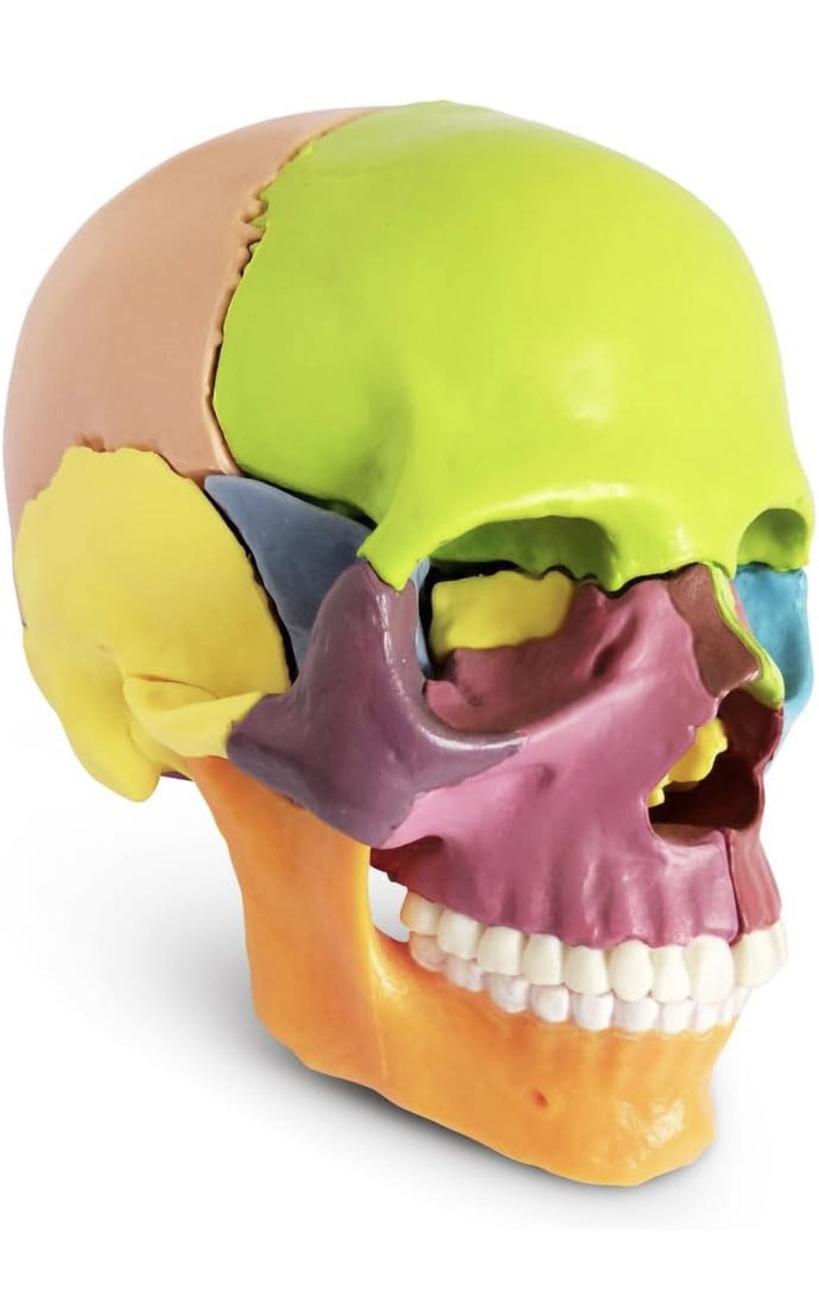 2024 New Anatomy Skull Model 15 Parts Human Anatomy Exploded Skull Detachable Palm-Sized Mini Human Color Medical Skull Model,Medical Dental Clinic Te