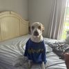 Venture Hound
