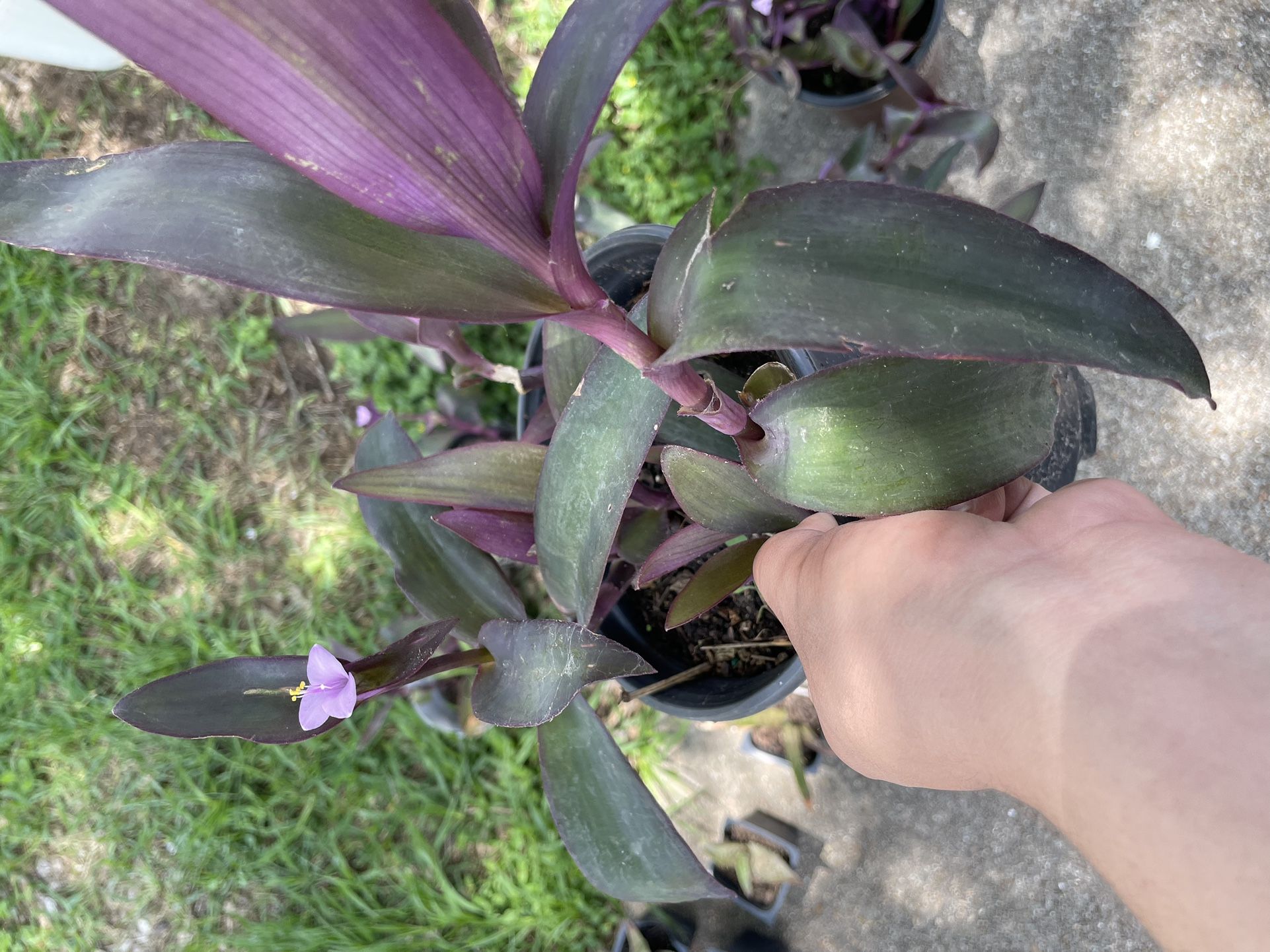 Purple Heart Plant With Container 3$