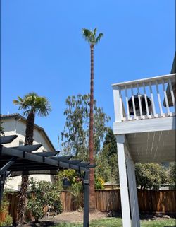 Cheap tree guys