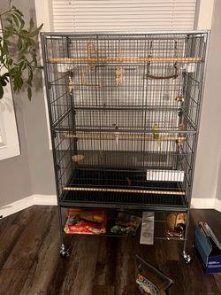 2 Parakeets for SALE