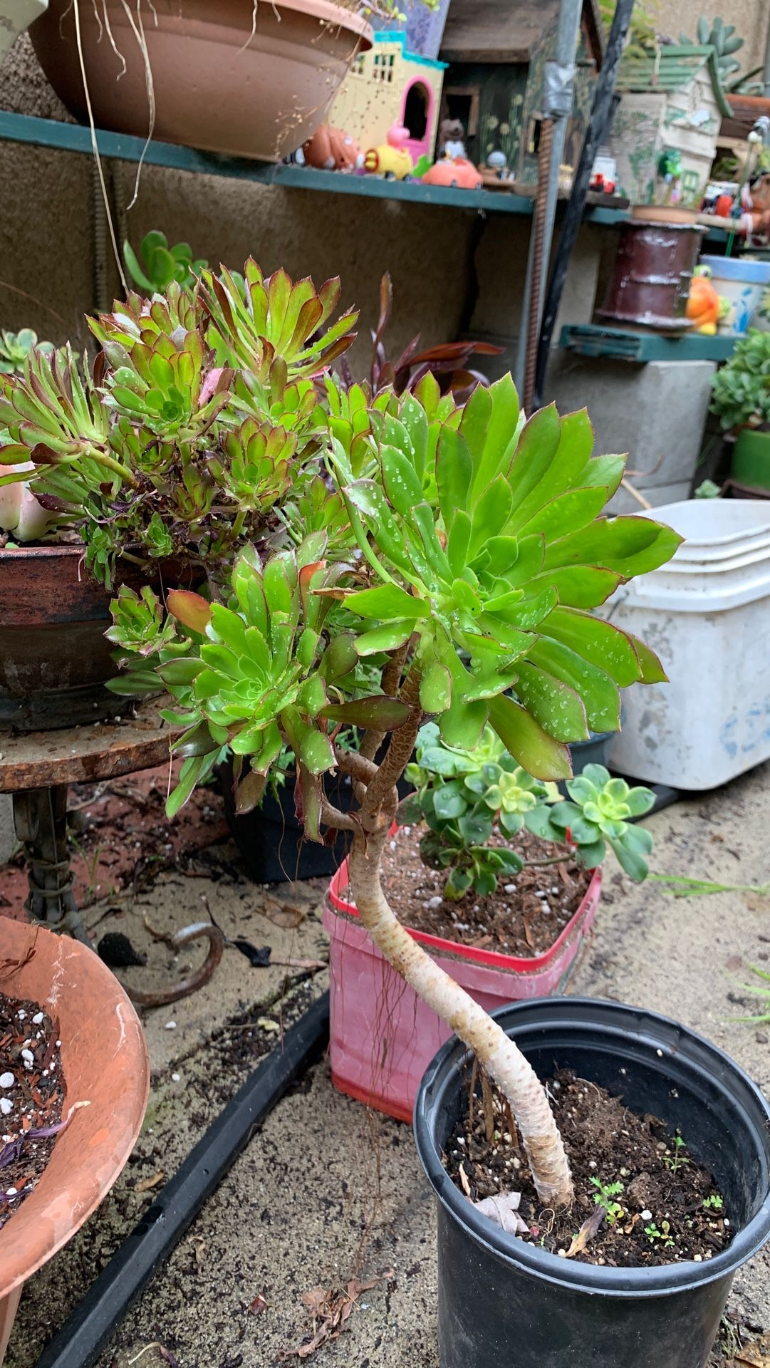 Zwartkop aeonium succulent