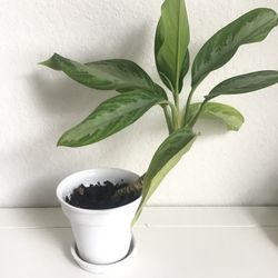 House Plant 
