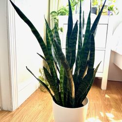 Tall Snake Plant In White Pot Modern Home Decor