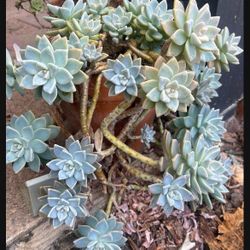 Beautiful Growing Succulent In Ceramic Planter 