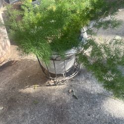 Plant For Front Door Nice To Any Place