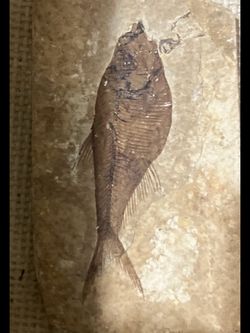 50-Million-Year-Old Fossil Fish