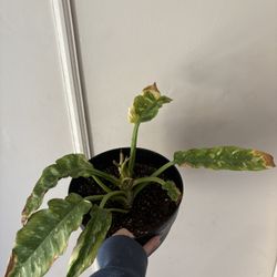 Ring Of Fire Philodendron 