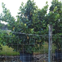 SALE!  HUGE CLUSIA PLANT IN 25 GALLONS FOR ONLY $95  OPEN TODAY