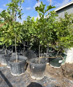 Red Oak Y Live Oak De Venta En N Buda Tx.