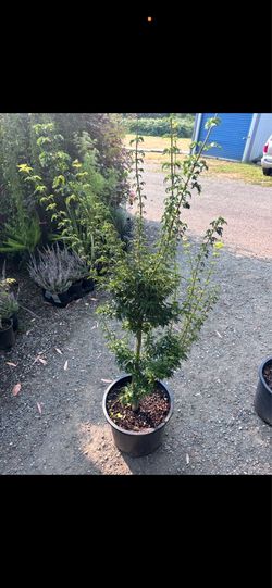 Acer palmatum shishingashira