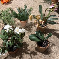 Lot of 5 decorative plants