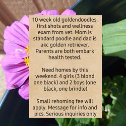 Goldendoodles Need Rehoming 