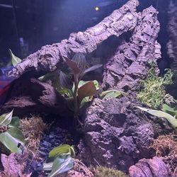 Bioactive Terrarium Set Up 18x18x18