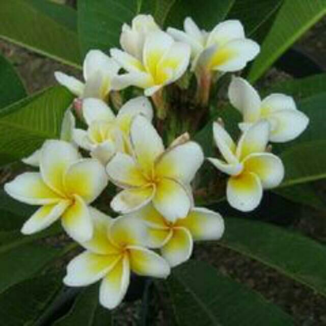 Pacific Pearl Plumeria
