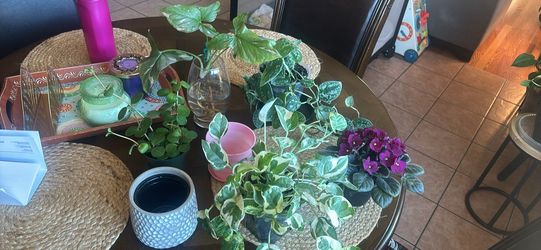Plant and pot bundle all for  20