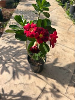 Rosa Del Desierto