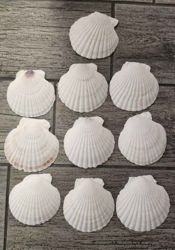 10 Sea Shells