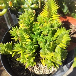 7" Pot Succulent - Crassula Corymbulosa (Shark's Tooth)