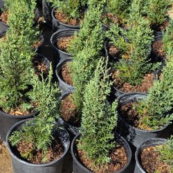 Pinos Italianos Cypress 1gallon 