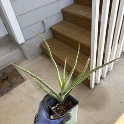 Aloe Vera