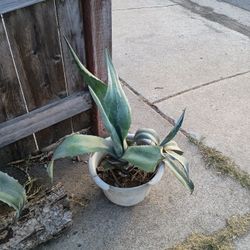 Maguey Plant