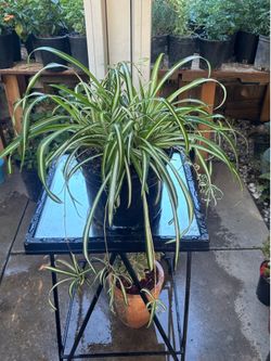 Spider plants 🪴💚🤍🕸️🕷️