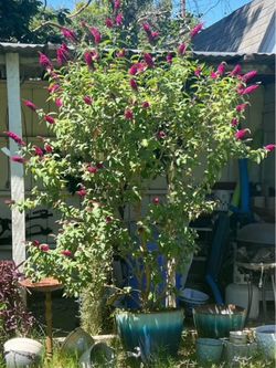 Huge 7.5-Foot Mature Butterfly Bush w/ Planter & Creeping Jenny